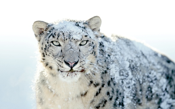 snow-leopard 1